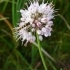 Allium suaveolens -- Wohlriechender Lauch 